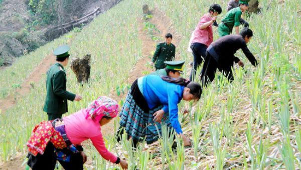 Cán bộ, chiến sỹ giúp dân kĩ thuật trồng lúa nương.