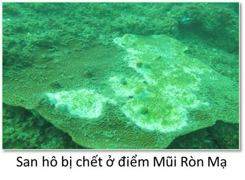 Đáy biển miền Trung ra sao sau sự cố môi trường?