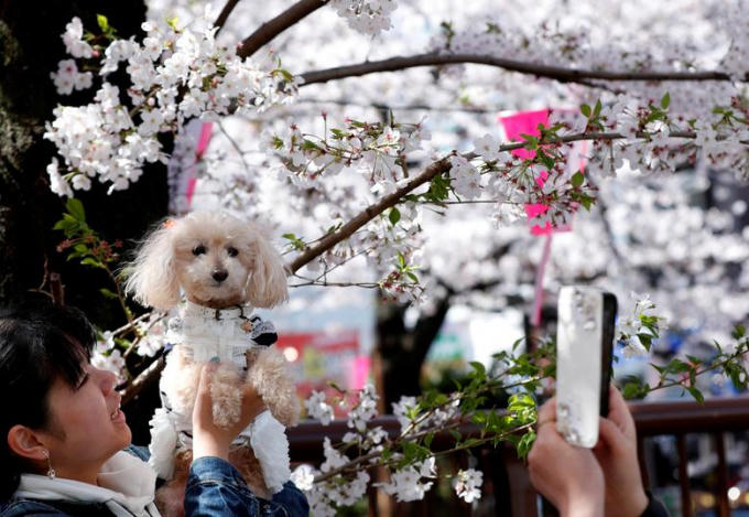 Chiêm ngưỡng sắc hoa anh đào đẹp hút hồn từ Tokyo tới Mỹ