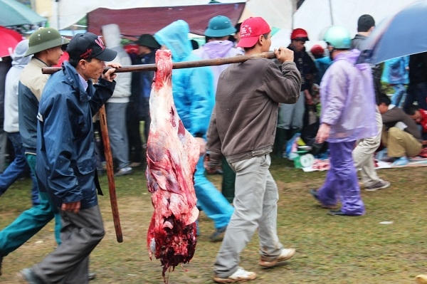 Những “ông cầu” bại trận được các chủ trâu đem đi giết mổ và bán ngay tại khu vực diễn ra lễ hội.