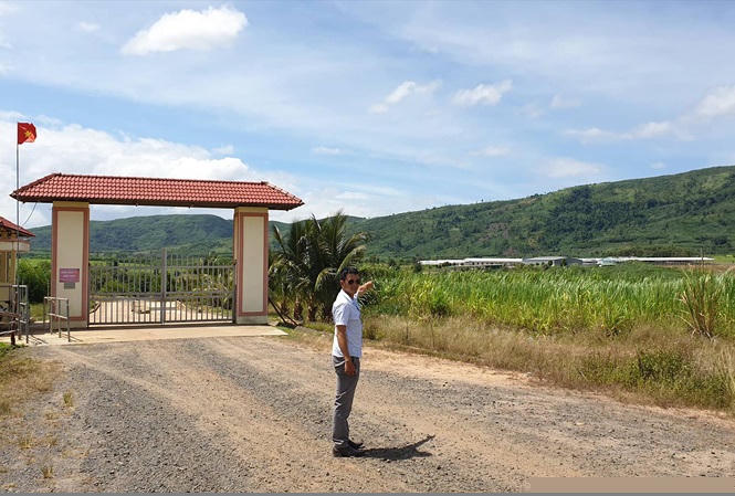 Dự án nuôi bò của Cty Sao Đỏ tới nay vẫn dang dở chưa xong.