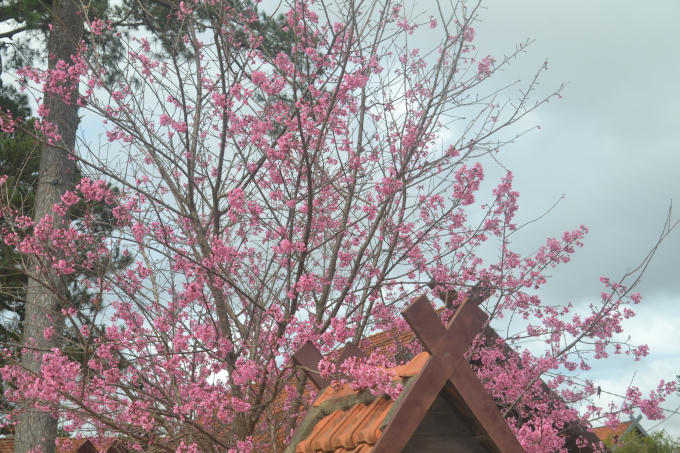 Hoa mai anh đào đã khoe sắc rực rỡ.