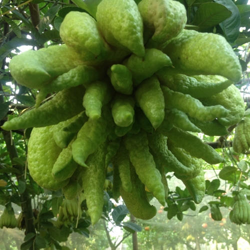 Những quả phật thủ đều đạt 20 ngón tay trở lên biểu hiện  “Thịnh – Suy – Vi – Thái”.