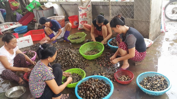 Nghề nhể ốc giải quyết công ăn việc làm ở nông thôn.