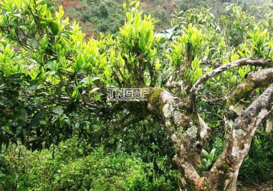 Những cây chè Shan có tuổi đời hàng trăm năm