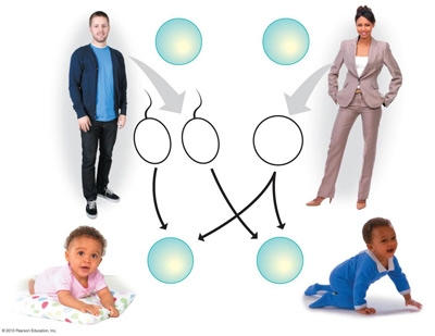 Xét nghiệm nhiễm sắc thể giúp con người xác định những đột biến về số lượng và cấu trúc nhiễm sắc thể.