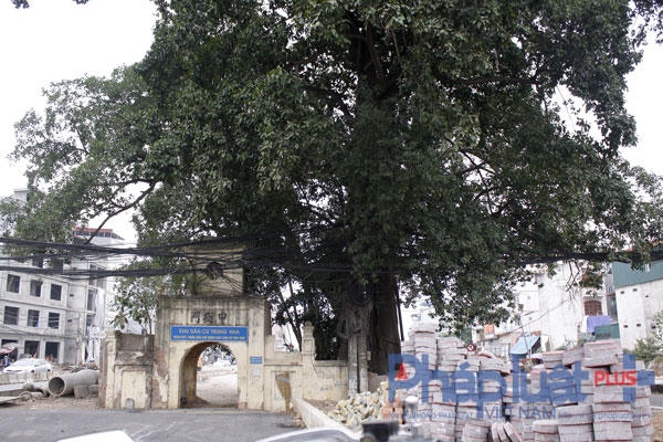 H&agrave; Nội: Cận cảnh c&acirc;y cổ thụ nằm giữa con đường 6 ngh&igrave;n tỷ