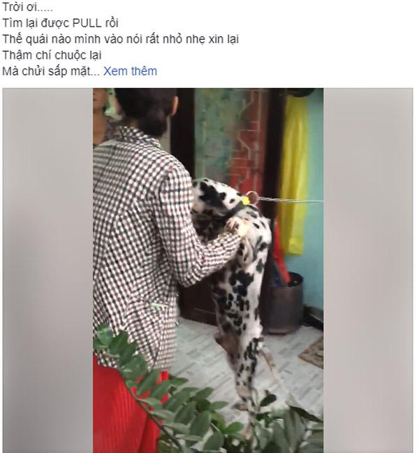 Chú chó Pull mừng rỡ nhảy chồm lên người cô chủ