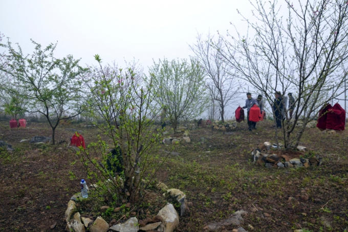 Những cây Đào xác xơ trong ngày Lễ hội.