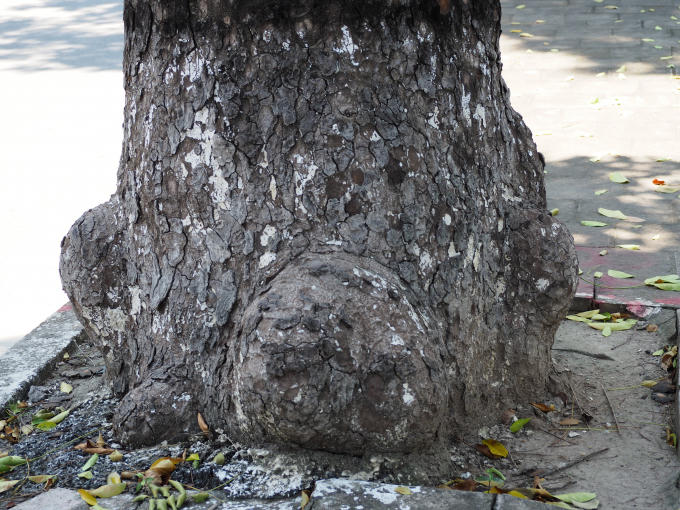 Có những gốc cây to phải 2 người ôm mới xuể.