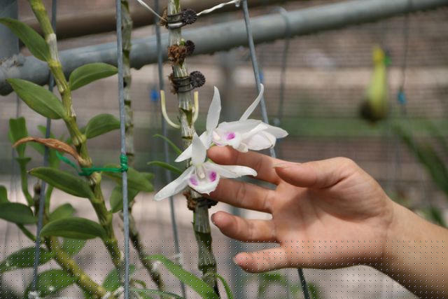 Một giò lan đột biến có nguồn gốc từ Phú Thọ được anh Hoàng Xuân mua lại của một dân chơi hoa lan. Hiện cây cao khoảng 600cm, được định giá lên tới 900 triệu đồng. 