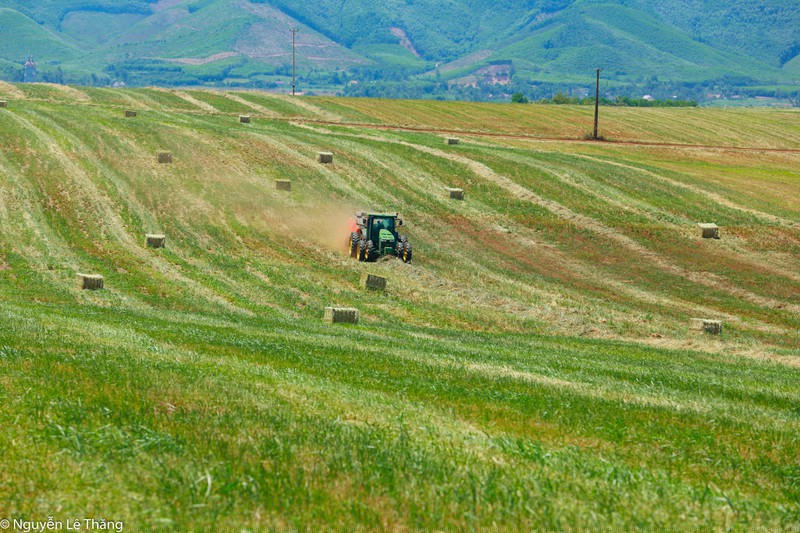 Đóng bánh cỏ khô 