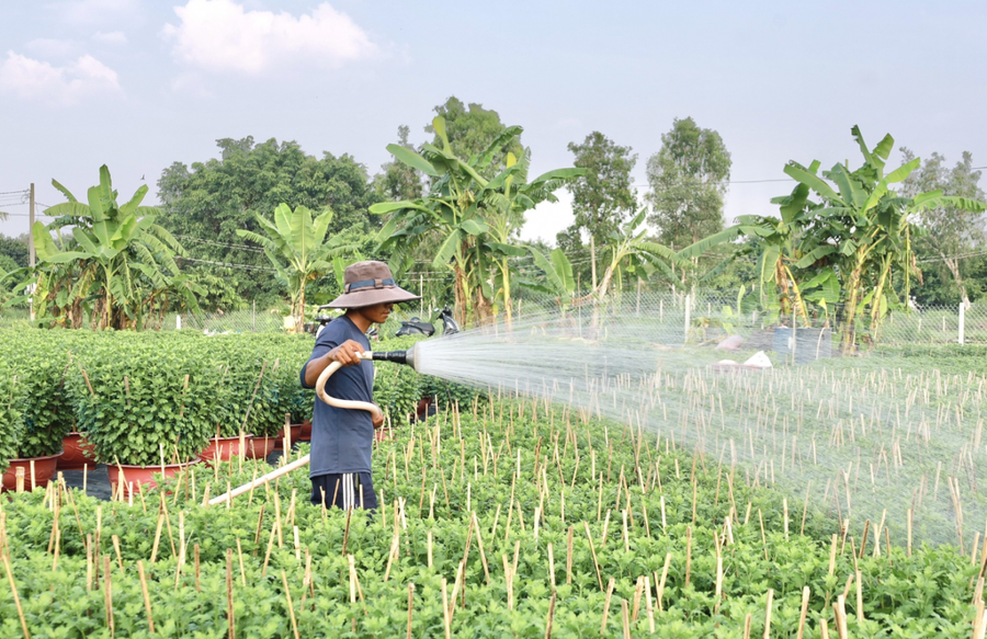 Nông dân chăm sóc, tưới hoa đều đặn.