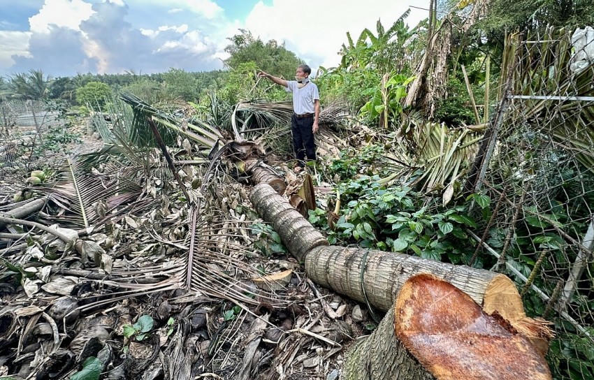 Vườn dừa của ông Nguyễn Văn Thới ở (TT Vĩnh An, huyện Vĩnh Cửu, tỉnh Đồng Nai) bị kẻ gian chặt phá. Ảnh: Đỗ Trường.