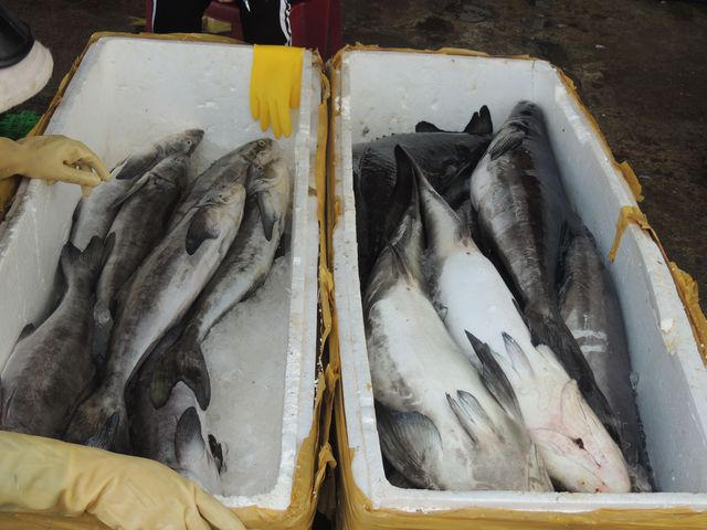 Đóng thùng đưa về các tỉnh.