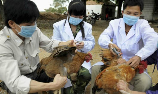 Cúm A/H7N9 tiếp tục được cảnh báo có nguy cơ rất cao vào Việt Nam. (Ảnh minh họa)
