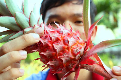 Trái khóm son màu đỏ tươi, nhiều chồi mang ý nghĩa may mắn, sung túc. (Ảnh: Hoàng Nam)