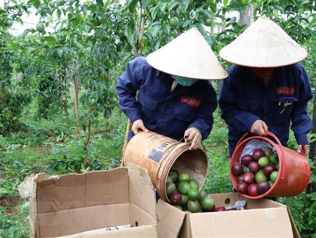 Công nhân nhà máy Doveco Gia Lai thu hoạch chanh leo. (Ảnh: Hồng Điệp/TTXVN)