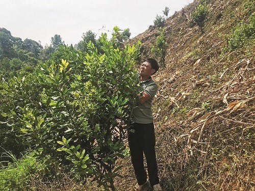 Nông dân Hoàng Minh Hoàn, xóm Nà Khao, xã Kim Đồng (Thạch An) chăm sóc cây mác ca. (Ảnh: Báo Cao Bằng).