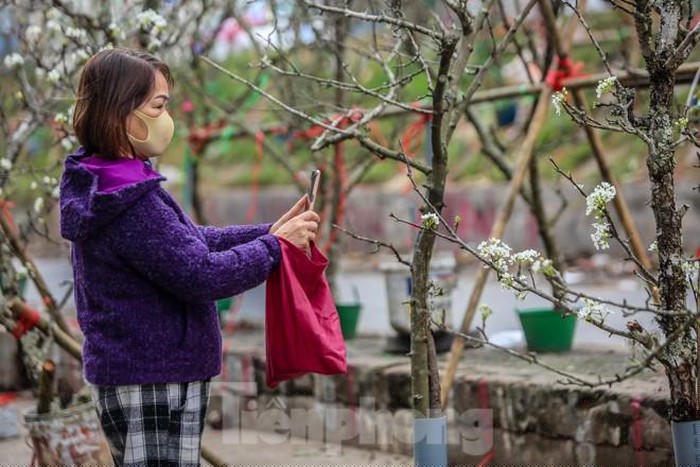 Những cành lê càng rêu mốc, cằn cỗi... càng hút khách sành chơi.