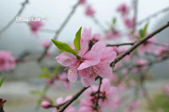 Xã Sủng Là (huyện Đồng Văn) là địa điểm chụp ảnh lý thú cho khách du lịch mùa này.