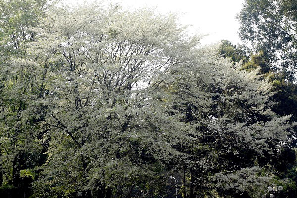 Những chùm hoa sưa nở trắng muốt làm nhiều người liên tưởng đó là những bông tuyết đang bay trên bầu trời.