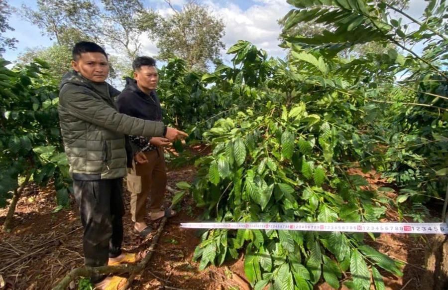 Nguyễn Văn Đức (người chỉ tay) cùng em ruột Nguyễn Văn Hiệp rủ nhau trộm cà phê của chủ vườn . Ảnh: Công an huyện Đăk Đoa