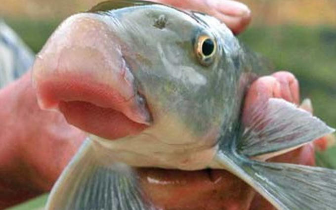 Cá anh vũ là một trong những đặc sản được săn lùng dịp tết Nguyên Đán. (Ảnh: minh họa)