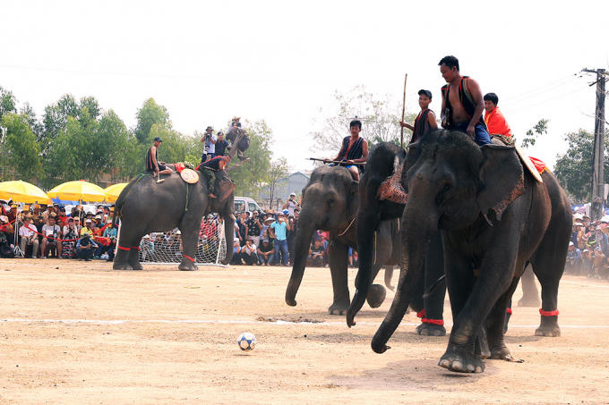 Hấp dẫn kh&ocirc;ng k&eacute;m l&agrave; phần tranh t&agrave;i của c&aacute;c &ldquo;cầu thủ&rdquo; voi tr&ecirc;n s&acirc;n b&oacute;ng.