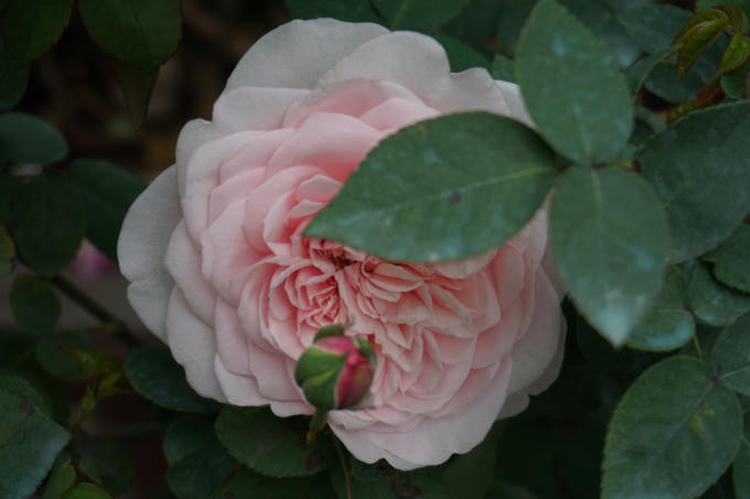 Những mẫu cây cảnh độc lạ phục vụ dịp Tết Kỷ Hợi 2019