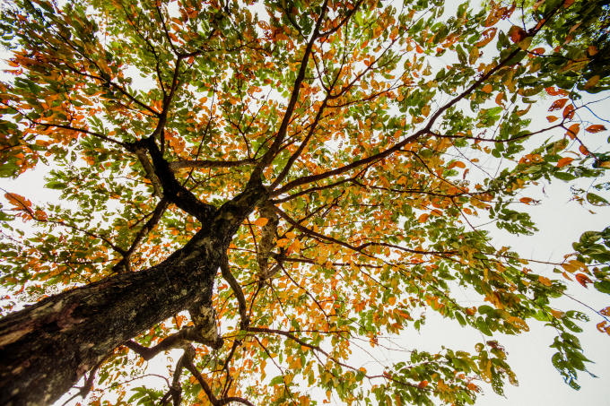 Mùa của những con đường ngập lá vàng rơi.