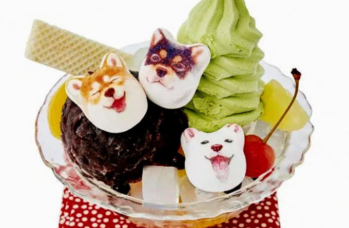 Nhiều người mua kẹo về ngo&agrave;i để ăn c&ograve;n để ngắm những n&eacute;t mặt đ&aacute;ng y&ecirc;u, ngộ nghĩ của ch&uacute; cho shiba