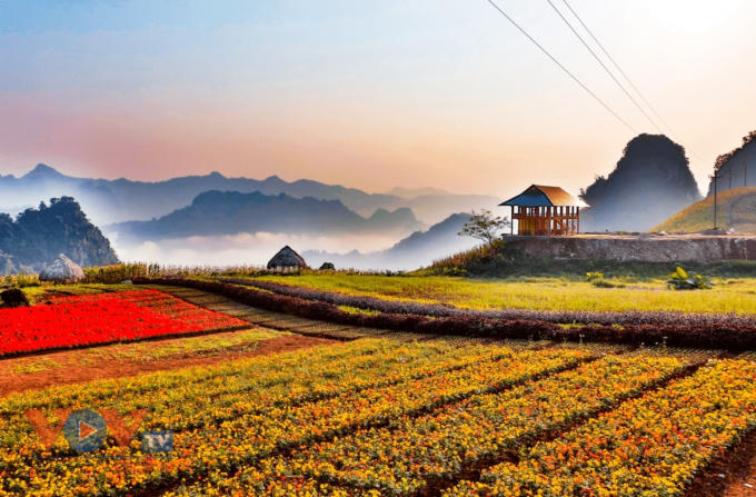 Thảo Nguyên Yên Trung – Lục Yên – Yên Bái được ví như Đà Lat thứ 2 của vùng Tây Bắc