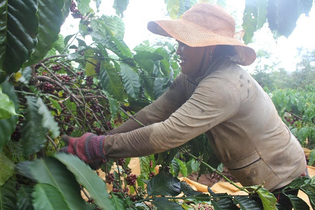 Nông dân tỉnh Gia Lai thu hoạch cà phê trong bối cảnh niên vụ 2018/2019, giá cà phê giảm liên tục.
