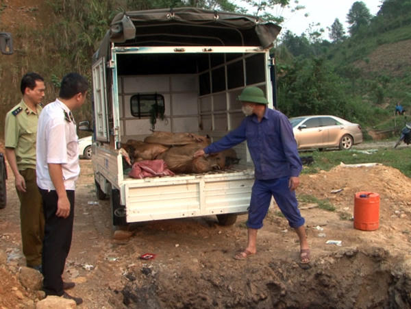 Cục QLTT Lào Cai tiêu hủy cá tầm nhập lậu.