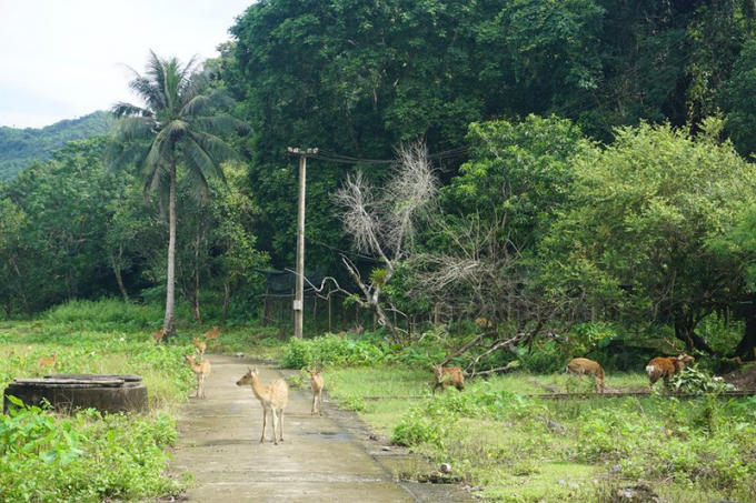 vuonquocgiacatba_brny