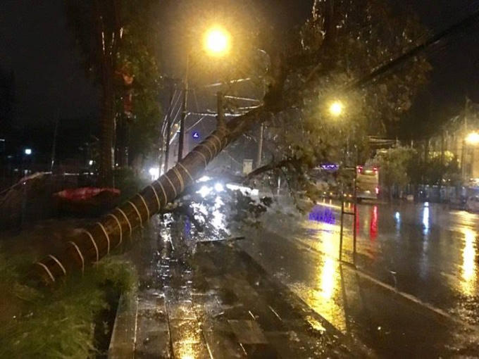 Cây đổ trước bến xe TP Vinh