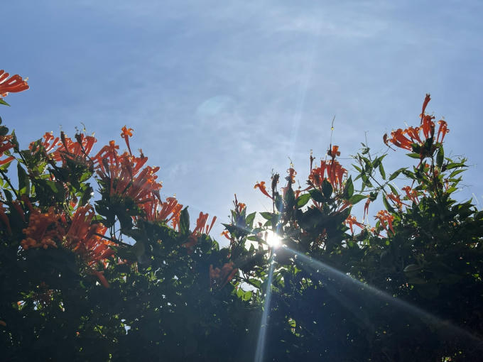 Những cánh hoa xác pháo rực rỡ báo hiệu cho năm mới tươi vui, thuận lợi và ấm no hơn sau một năm gánh chịu nhiều khó khăn từ đại dịch COVID - 19.