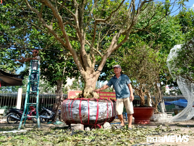 Chủ nhân của cây mai này là ông Nguyễn Văn Hiếu (54 tuổi; ngụ huyện Long Hồ, tỉnh Vĩnh Long).
