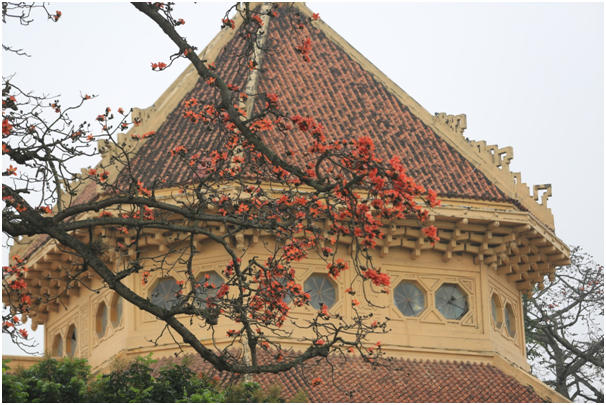 Nhìn từ phía xa, cây gạo ở khuôn viên Bảo tàng Lịch sử Quốc gia đã nhuộm đỏ bao trùm trên tán cây cao chót vót.