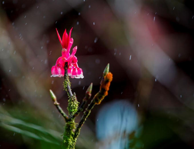Hoa đào chuông trong mưa xuân trên đỉnh Bà Nà.