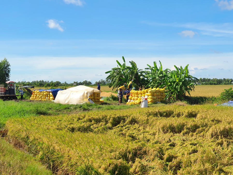 Nông dân huyện Hồng Dân (tỉnh Bạc Liêu) thu hoạch lúa.