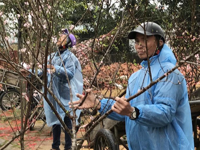 Những cành đào như trang điểm cho thành phố rực sắc xuân trong giá lạnh.
