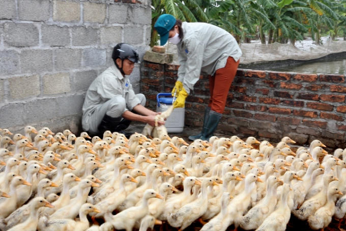 Người dân cần chủ động phòng tránh dịch bệnh cúm gia cầm. Ảnh: minh họa
