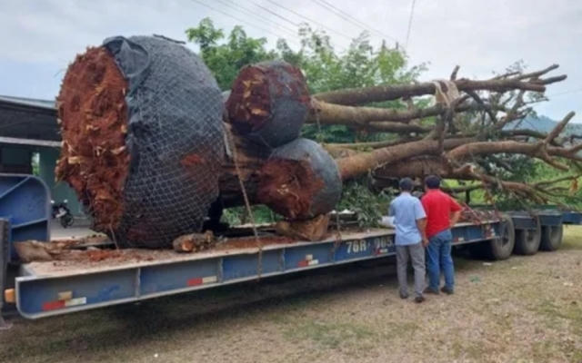 Chở cây cổ thụ quá khổ, một lái xe liên tục gọi điện “nhờ trợ giúp”