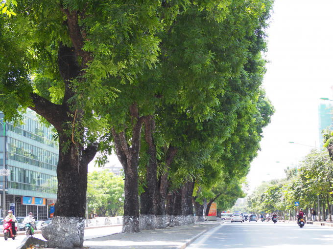 Một trong những hàng cây xà cừ cuối cùng còn lại trên đường Kim Mã.