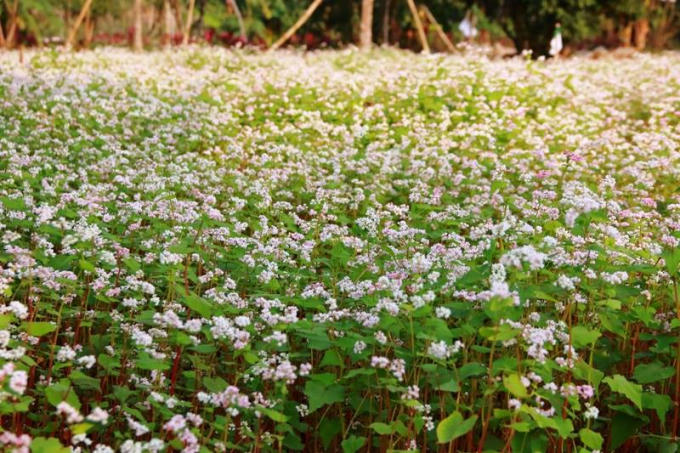 Không chỉ riêng ở Ninh Bình mới trồng được loại hoa này mà nhiều địa phương khác cũng đã trồng thành công hoa tam giác mạch như Lạng Sơn, Đà Lạt, Mộc Châu... Tại đây, loài hoa này cũng tạo được cơn sốt với du khách chưa có dịp đến mảnh đất cao nguyên đá Hà Giang.