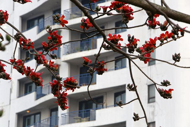 Hà Nội thơ mộng trong sắc đỏ hoa gạo