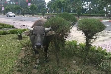 Một chùm cây phi lao đang bị chú trâu này phá hoại (ảnh Duy Ngợi).