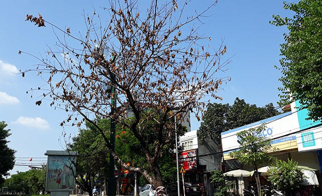 Hà Nội: Hàng loạt gốc đào cổ chết khô trên đường Lạc Long Quân